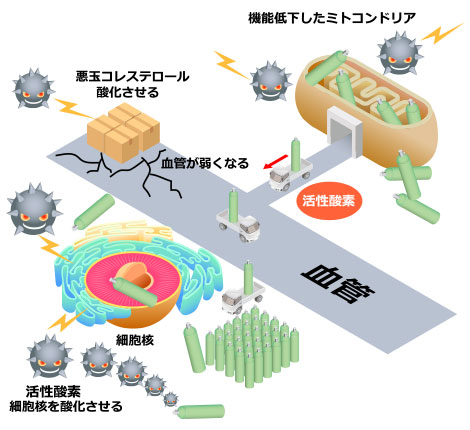 酸化ストレスによる機能の低下したミトコンドリアから活性酸素