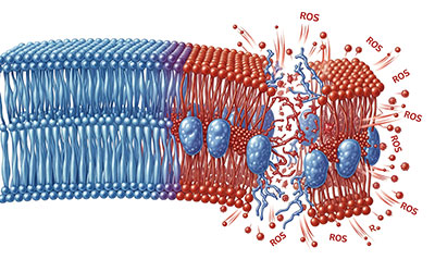 活性酸素種(ROS)による細胞膜破壊のイメージ