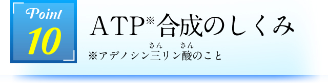 Point10 ATP合成のしくみ