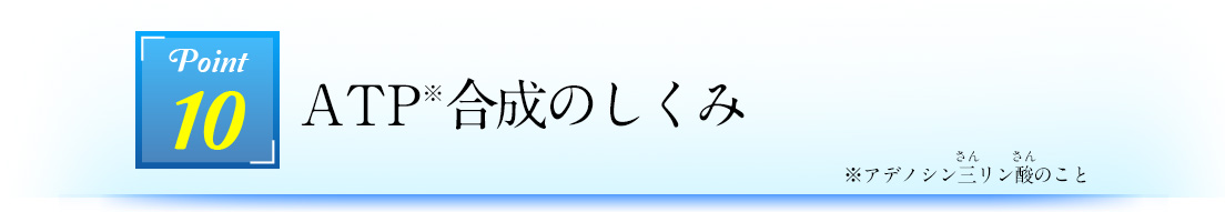Point10 ATP合成のしくみ