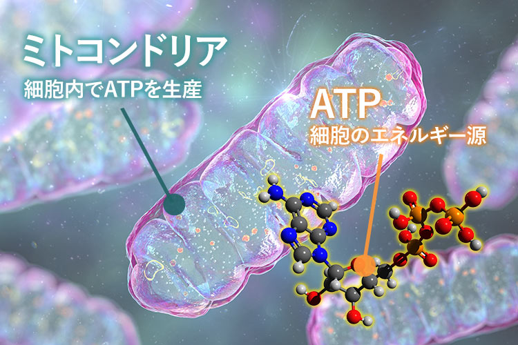 アデノシン三リン酸 Adenosine triphosphate(ATP)