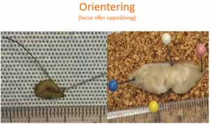 口腔内の生検_図8