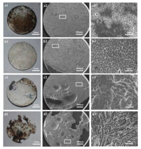 生体内でチタンと共移植された純マグネシウムの腐食促進