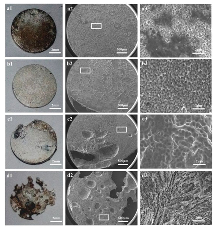 生体内でチタンと共移植された純マグネシウムの腐食促進